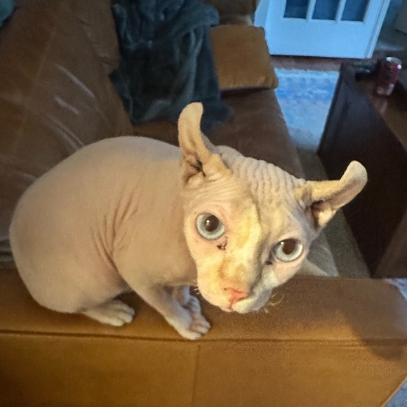 lizziehary
